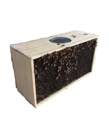 2024 Bees - Package of Bees